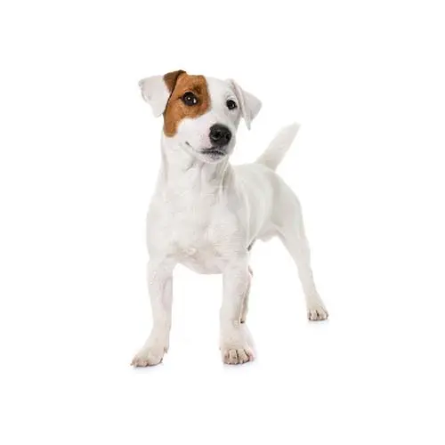 Jack Russell Terrier